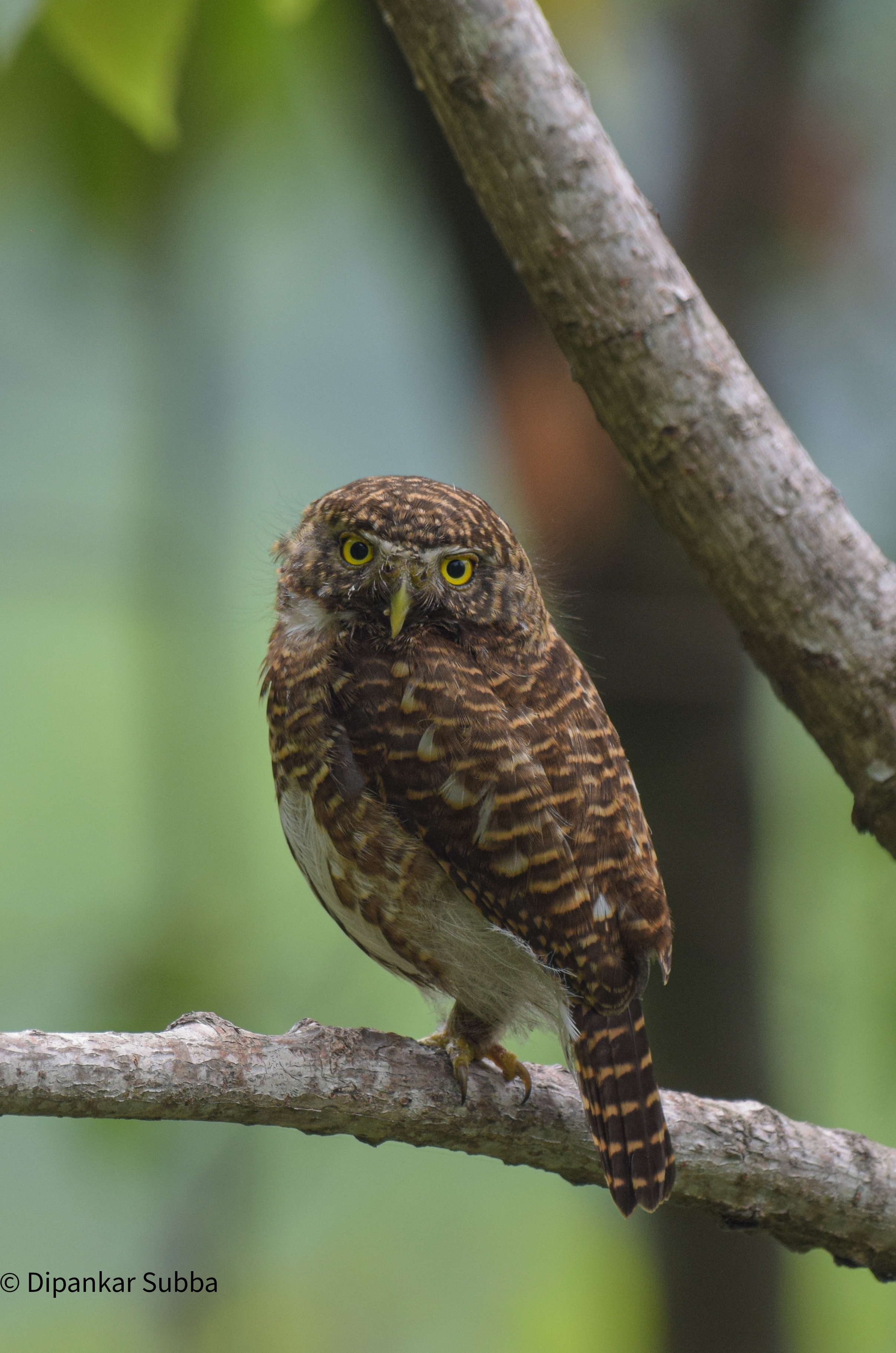 Collared Owlet